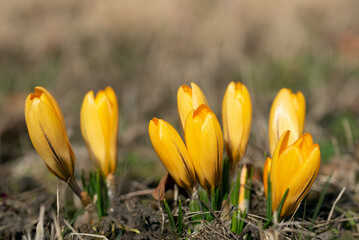 Close-up of yellow crocus growing in a field in spring against a light background