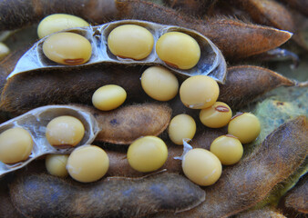 Ripe soybeans with pods