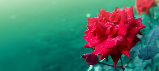 Red rose flowers with raindrops on green background .