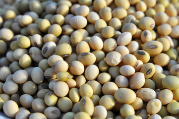 Soybean grain closeup