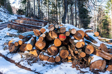 Holzstapel im Wald mit Schnee