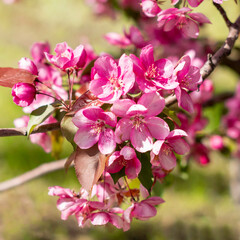 Ornamental apple tree blooming.Crabapple Trees Blooming.Spring season.Paradise Apple.Selective focus.