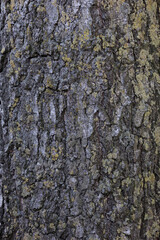 Fototapeta premium texture