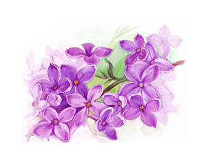 Beautiful lilac flowers isolated on  white background. Watercolor illustration in purple tones.