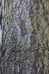 bark of a wood