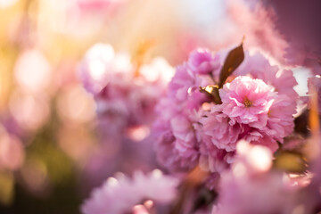 Blooming cherry blossoms on the branch in spring. Pink flowers closeup with soft bokeh background in sun light. 