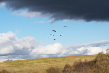 Graugänseflug