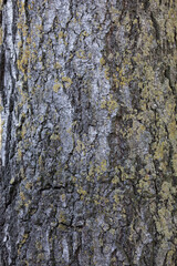 Fototapeta premium bark of a wood