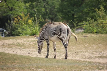 Gordijnen zebra in the wild © Jenna