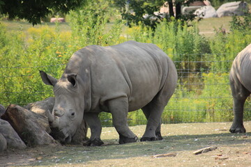 Fototapeta premium rhino in the wild