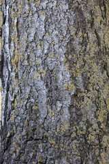 Obraz premium texture