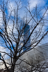 Obraz premium Tree in the sky