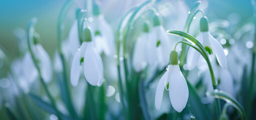 Easter background with snowdrops on bokeh background in sunny spring garden