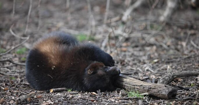 Wolverine resting in the forest