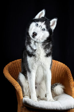 Studio portrait husky dog, surprised and interested, with his head tilted to the side. Husky with head cockedon black background.