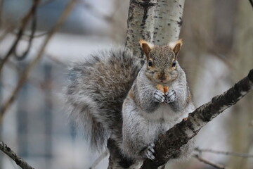 squirrel on a tree eating a nut