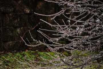 Tree branches covered in ice from freezing rain storm, selective focus