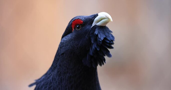 Portrait of a Western Capercaillie in the forest