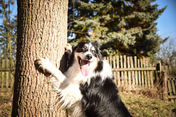 Border collie is sitting in the bush. Autumn photoshooting in park.