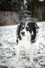 Tricolor border collie is standing on the field in the snow. He is so fluffy dog.