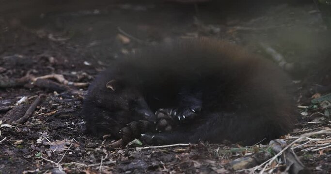 Wolverine resting in the forest