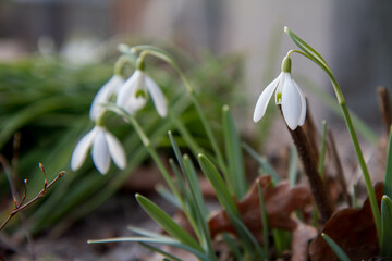 Common Snowdrop (Galanthus) blooming in the sun