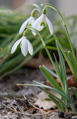 Obraz premium Common Snowdrop (Galanthus) blooming in the sun