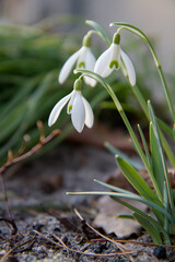 Common Snowdrop (Galanthus) blooming in the sun
