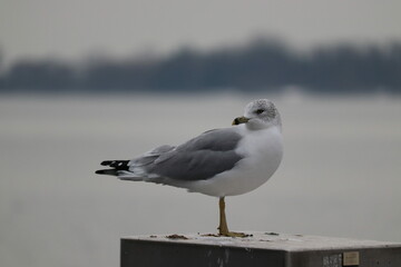 seagull on the pier