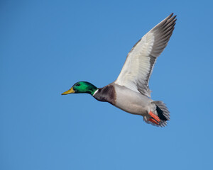 Obraz premium Mallard Drake in flight