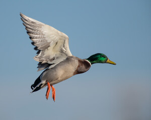 Mallard Drake in flight