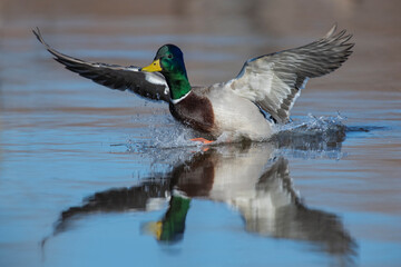 Mallard Drake in flight