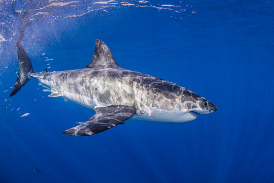 Great white shark in sea
