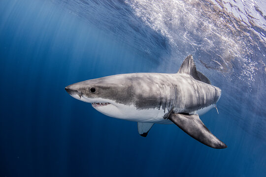 Great white shark in sea