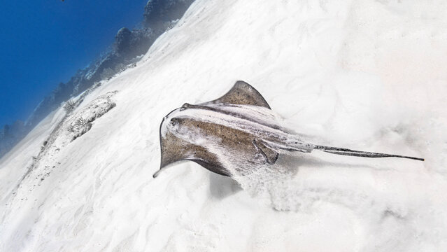 Stingray swimming in sea
