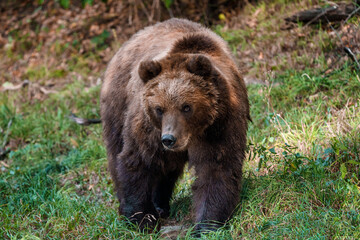 Naklejka na ściany i meble Brown bear in the forest. Kamchatka bear (Ursus arctos beringianus)