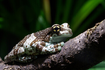 Amazon milk frog - Trachycephalus resinifictrix