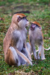 Patas monkey also known hussar monkey (Erythrocebus patas)