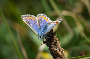 Common Blue butterfly female on dark seed head.