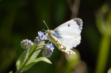Small White butterfly on Forget-me-not flower.