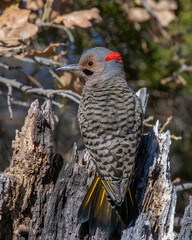 Northern Flicker