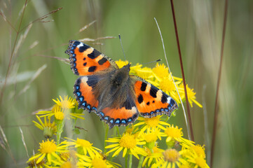 Small Tortoiseshell butterfly on a Ragwort plant.