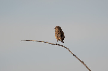 Stonechat female perched on a bramble stalk.