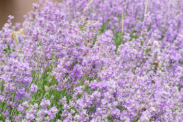 Natural background with blooming lilac lavender flowers
