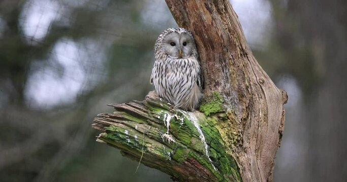 Portrait of a ural owl in the tree