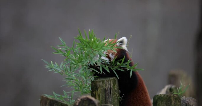 Portrait of a red panda in the forest