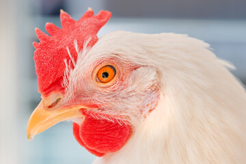 Close up of white chicken hen head