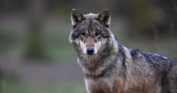 Portrait of a grey wolf in the forest