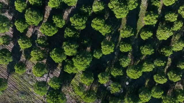 Stone pine plantation in the surroundings of the Lagunas de Villaf&aacute;fila Nature Reserve. Zamora. Castile and Leon, Spain, Europe
