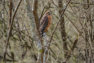 Cooper's hawk in the woods